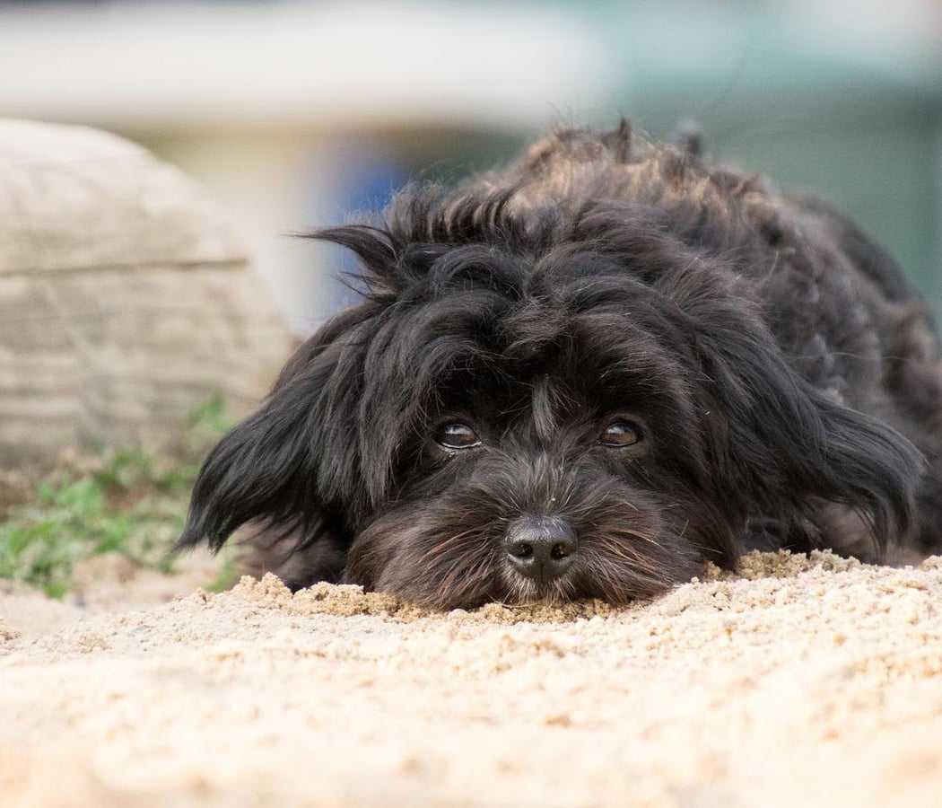 Un Très Beau Chien 2
